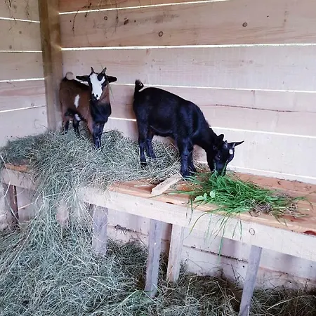 Séjour à la campagne Gite Les Gilles Et Ses Animaux Calme-bon Air - 5 Personnes
