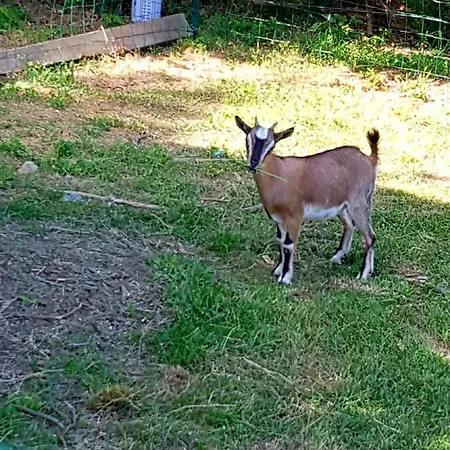 Séjour à la campagne Gite Les Gilles Et Ses Animaux Calme-bon Air - 5 Personnes Pinet (Puy-de-Dome)